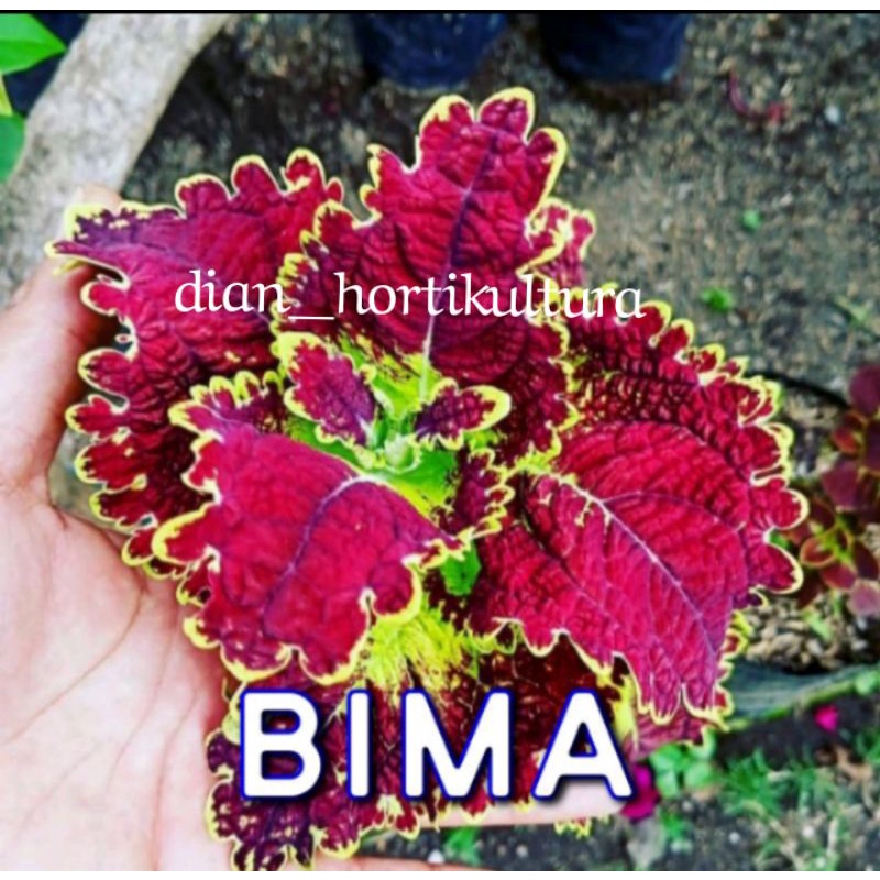 Bunga Miana Tanaman Hias Murah Miana Langka Bunga Miana