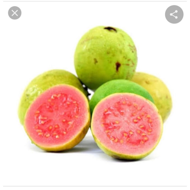 

jambu biji
