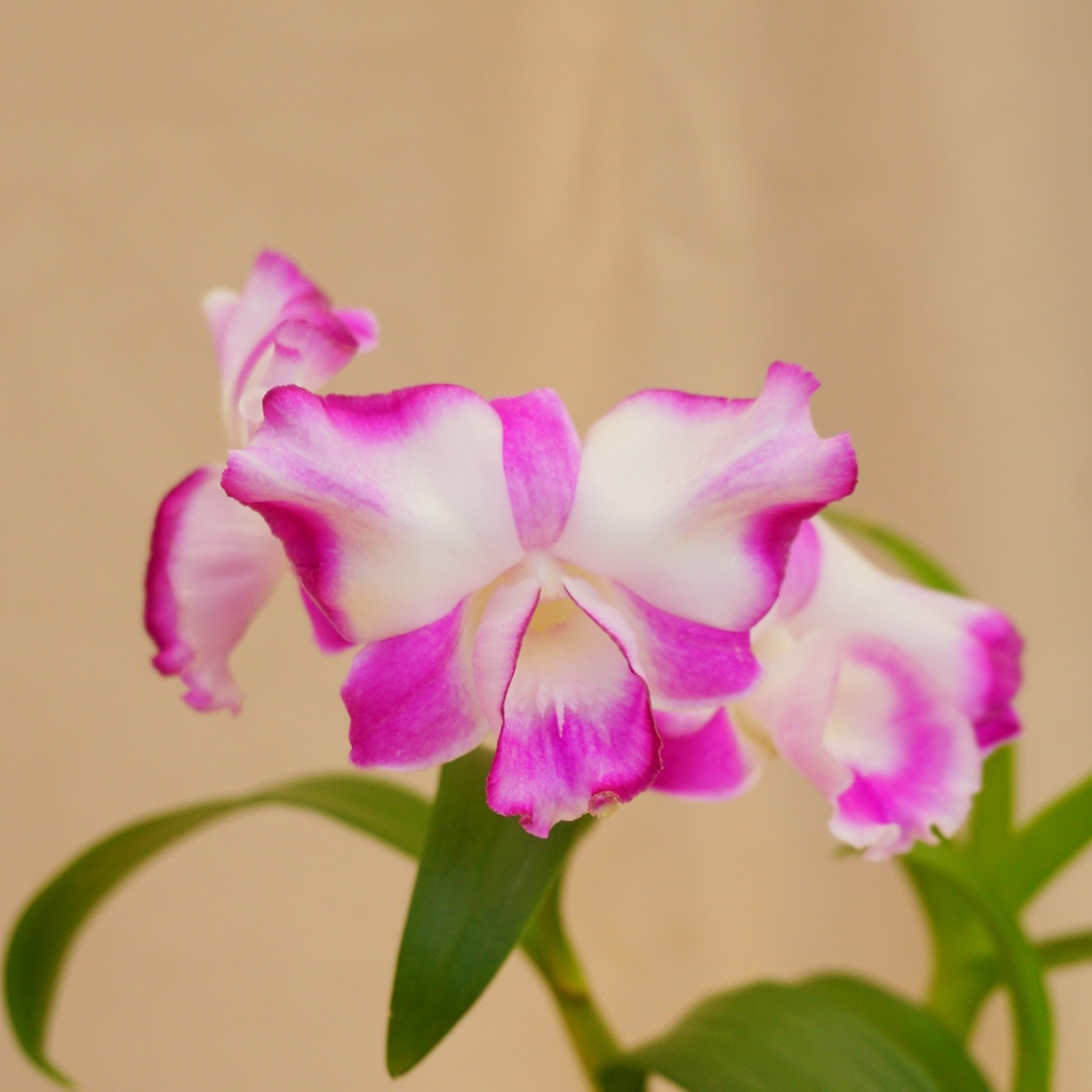 Anggrek Dendrobium King Dragon 953