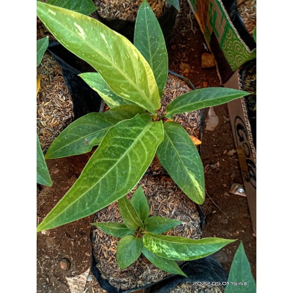 Anthurium Hokeri tanduk farigata