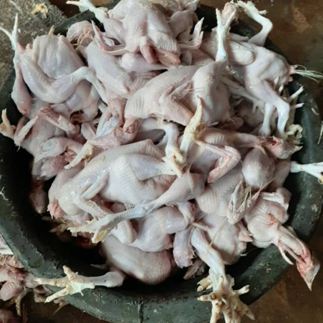 

Ayam Broiler