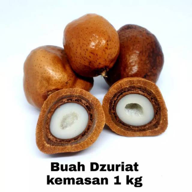 

1 kg Buah Zuriyat Mesir Buah Doum Zuriat free tespek / Djuriat Ikhtiar Promil / Buah Juriat