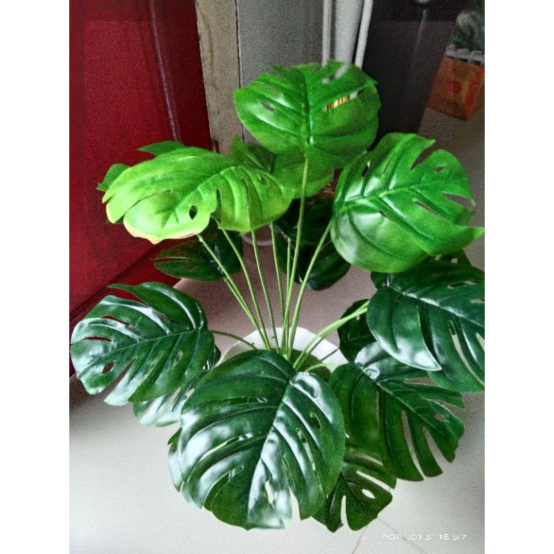 monstera plastik