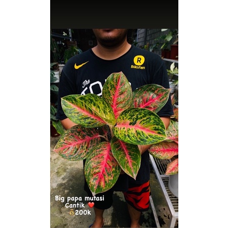 aglonema big papa mutasi