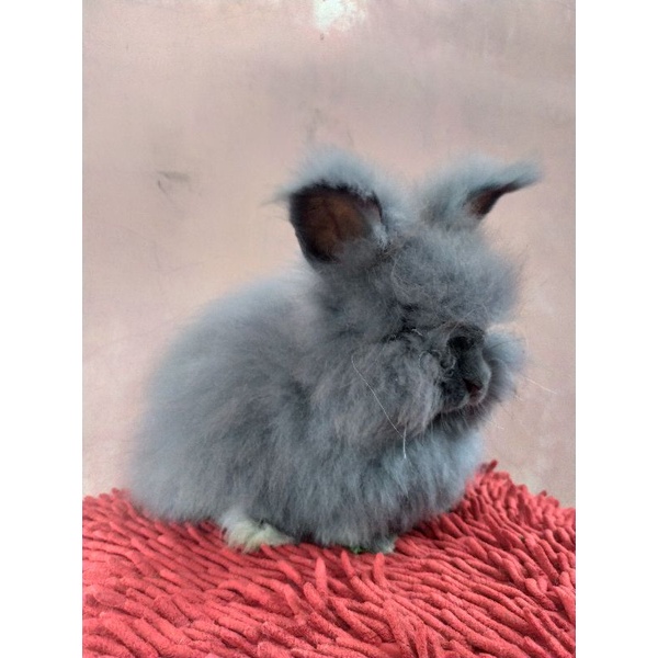 Kelinci English Anggora