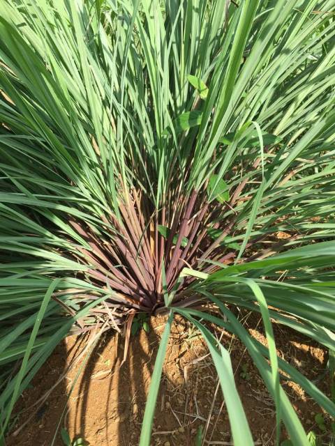 

Serai wangi serai merah segar 500gram siap ambil ke kebun