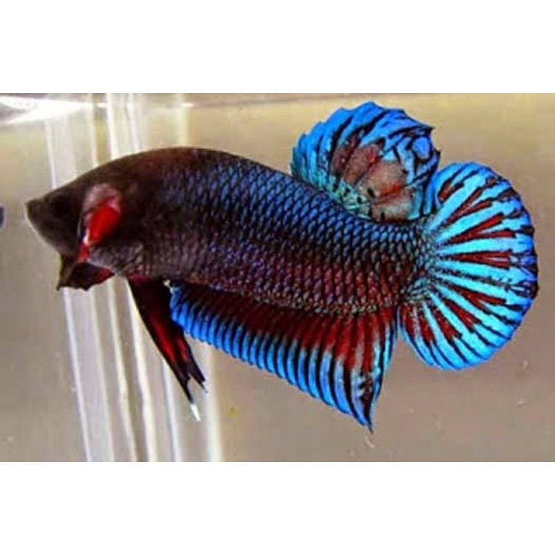 Ikan Cupang Jenis Bagan/Cupang Aduan