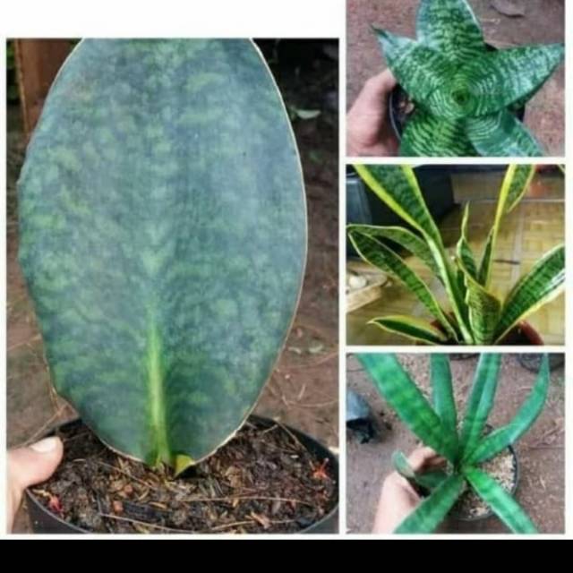 paket Tanaman hias senivera lidah mertua 4 jenis