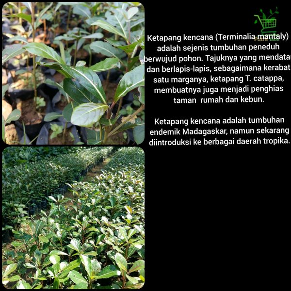 Bibit Pohon Ketapang Kencana Daun Hijau