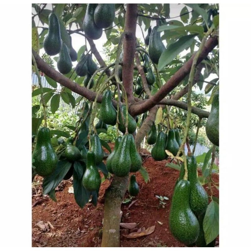 bibit alpukat aligator | pohon alpukat aligator
