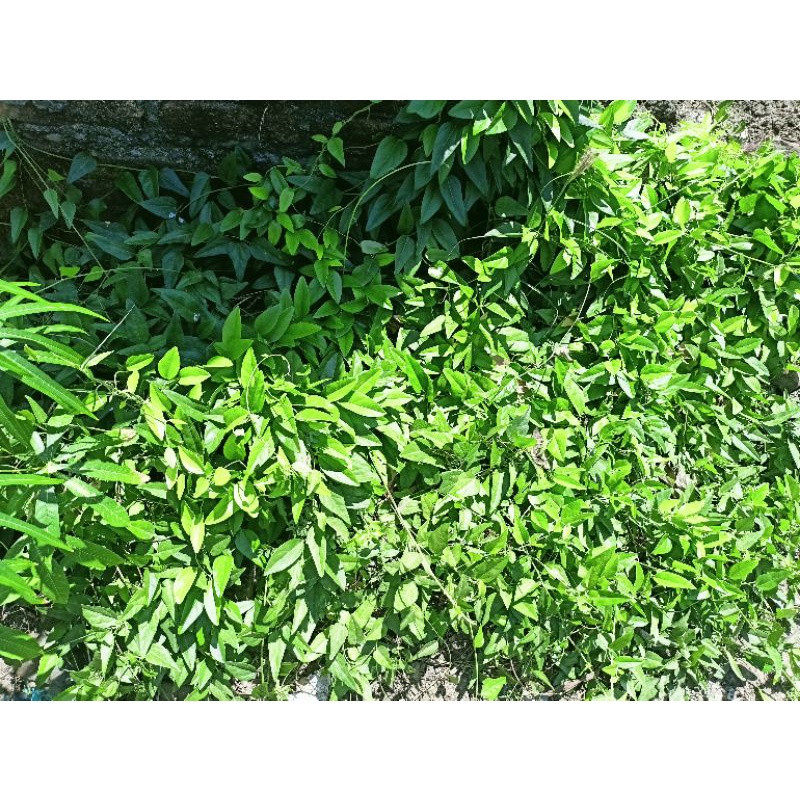 

daun cincau segar.dipetik saat order.harga perlembar.
