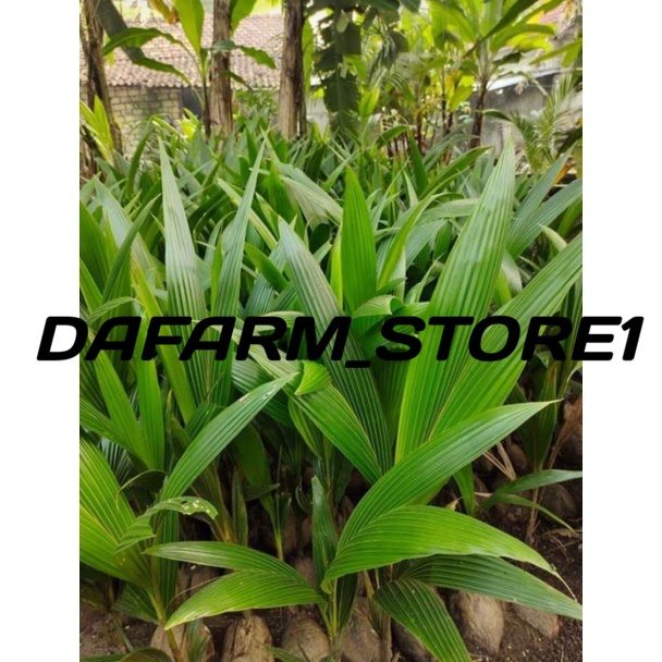 Bibit Kelapa Kopyor Asli Pati / Genjah / Hibrida / Entok / Wulung / Pandan Wangi / Wulung Genjah