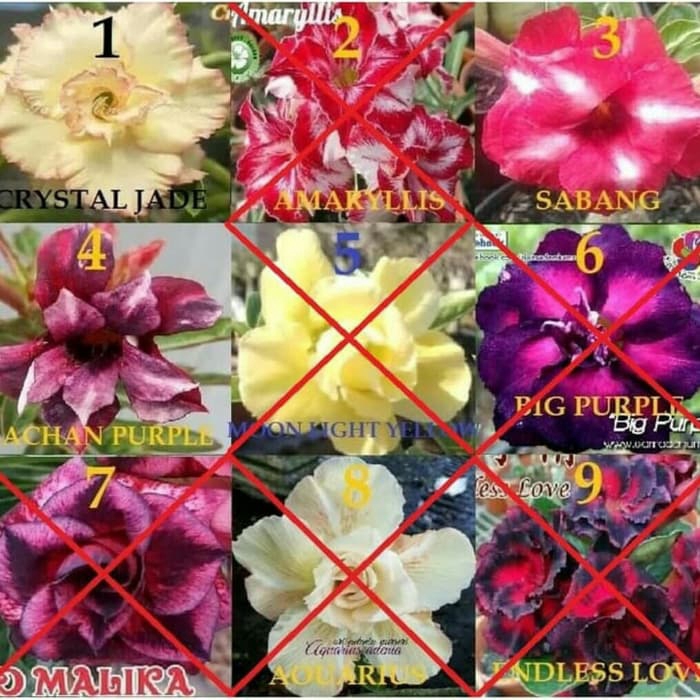 

promo Paket 18 Bibit Bunga Adenium - Kamboja Jepang Obesum Tumpuk