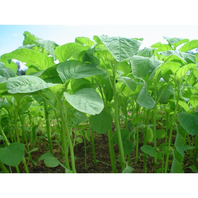 Murah Benih Biji Sayur Bayam 10 Gram / Pack ( Ribuan Biji ) Tpsdd3 Original