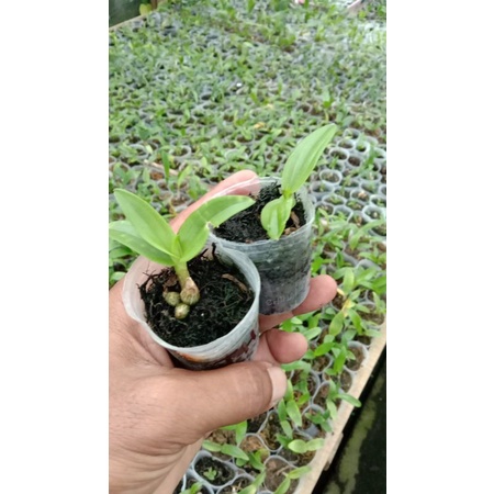 Sedling Enobi purple