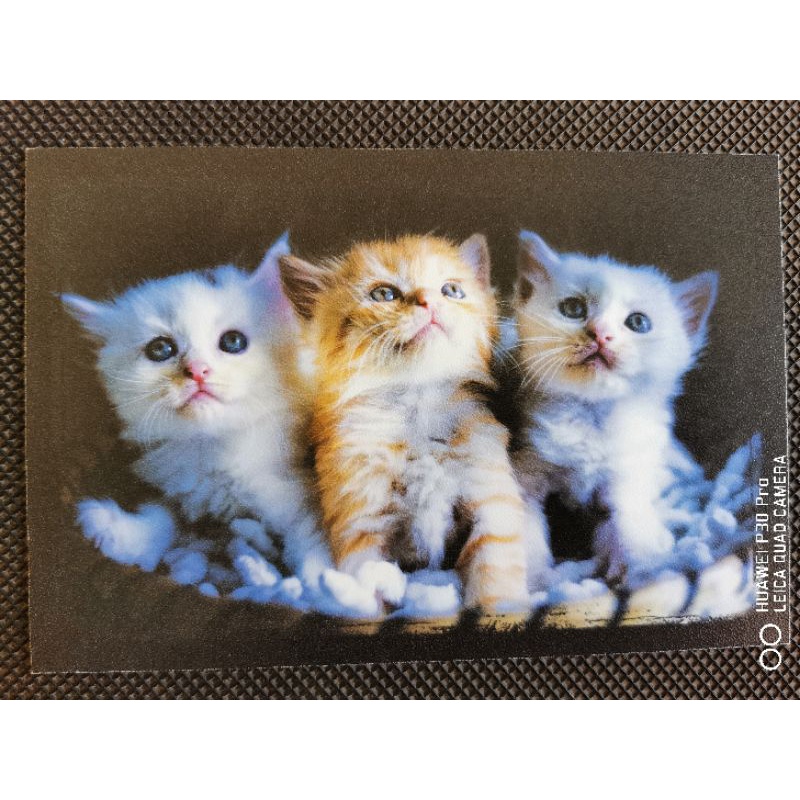 

kartu pos kucing/cat postcard