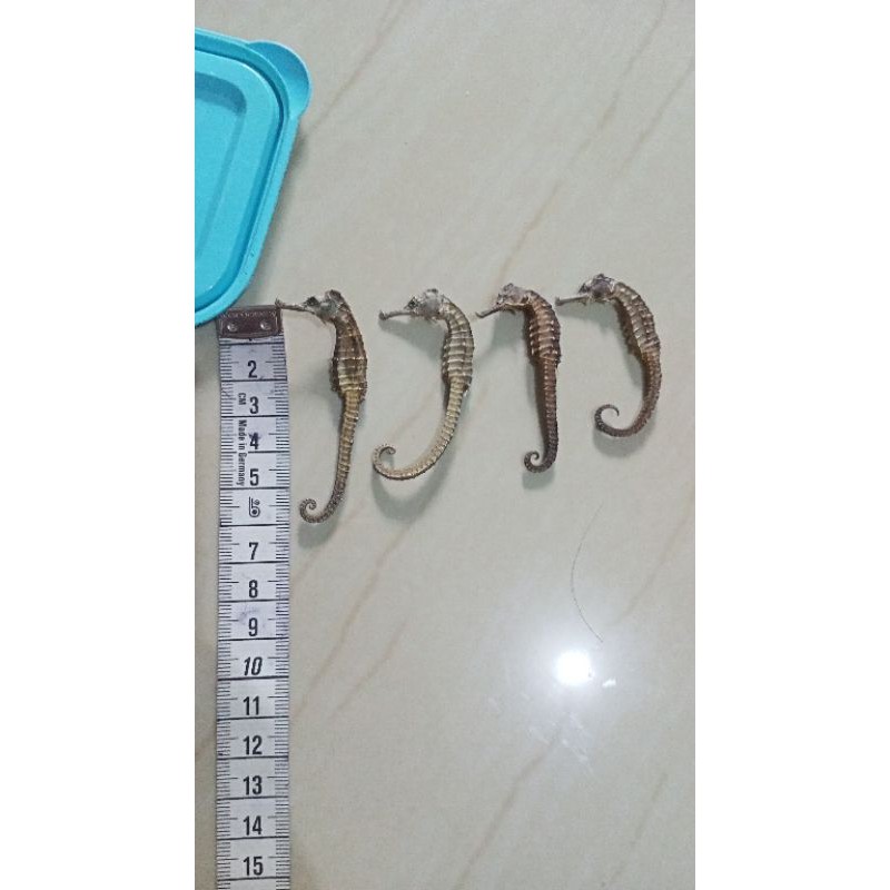 

kuda laut