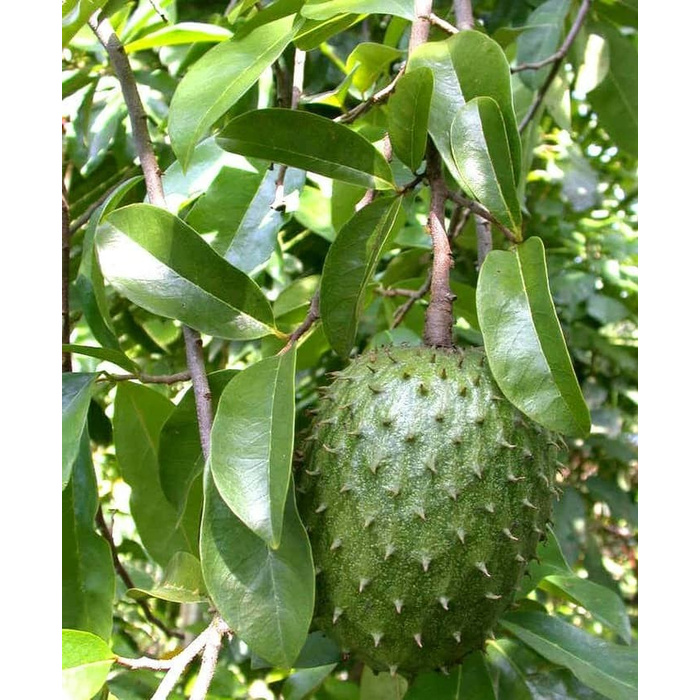 

Daun Sirsak Segar 100 lembar