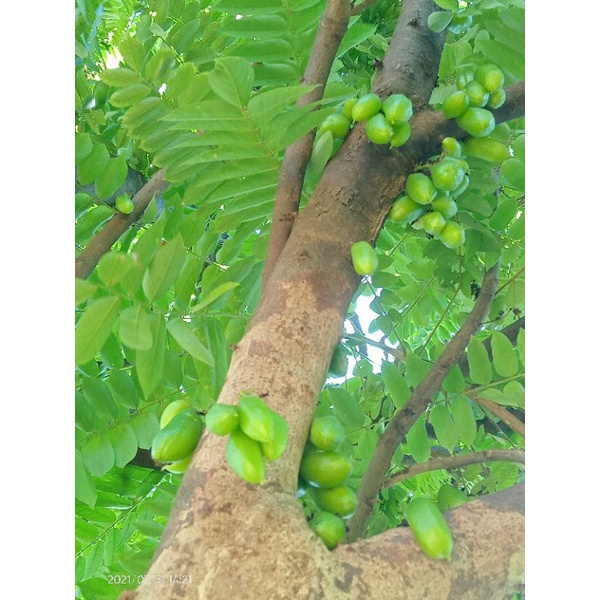 

[Hasil Ladang] daun belimbing wuluh fresh khusus Jatim