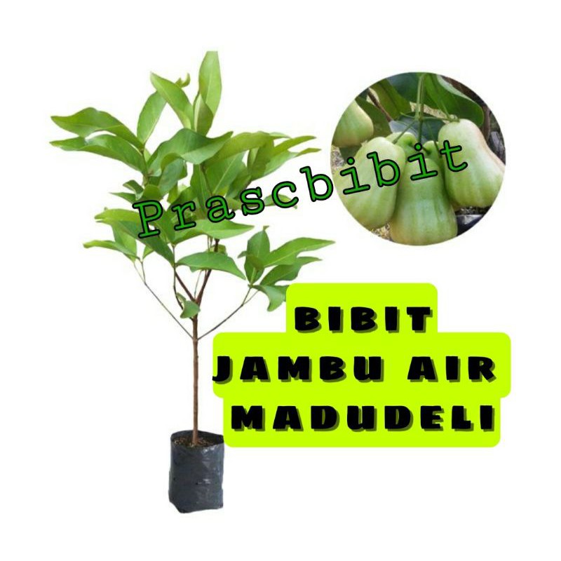 Bibit jambu air madudeli hasil ekulasi