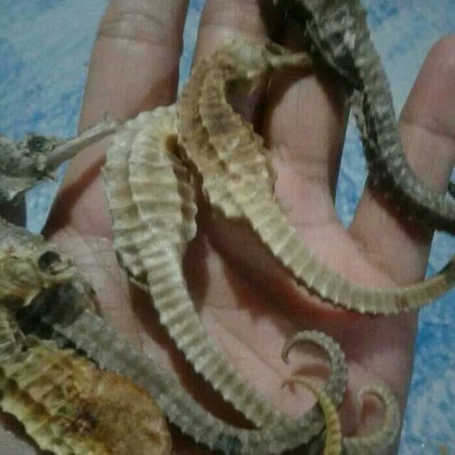 

Kuda Laut Kering 100gr Herbal Natural