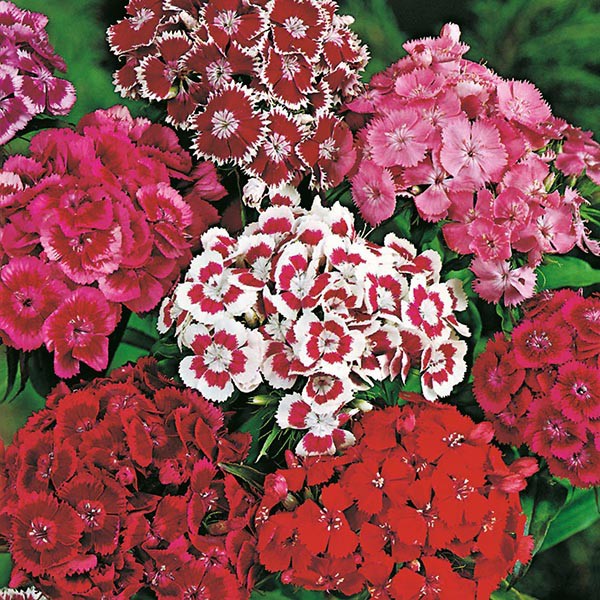 Benih Bibit Biji - Bunga Sweet William Monarch Mixed Color Dianthus Flower Seeds - IMPORT