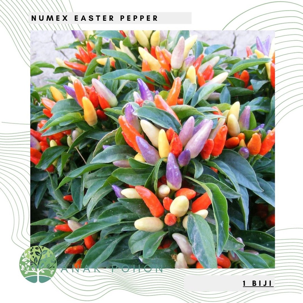 Benih Bibit Biji - Cabai Numex Easter Cabe Rainbow Pepper Seeds