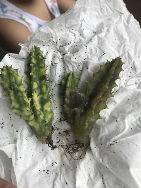 Sekulen Huernia Varigata