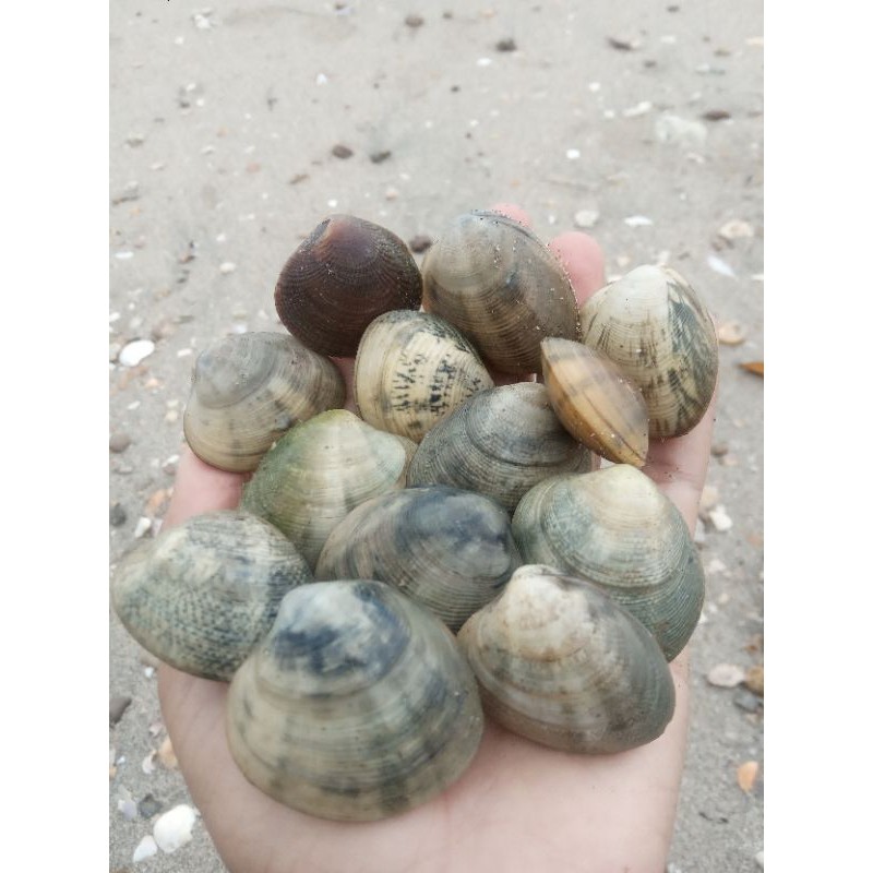 

Kerang Tahu/putih dan kerang kepah Hidup 15.000/Kg