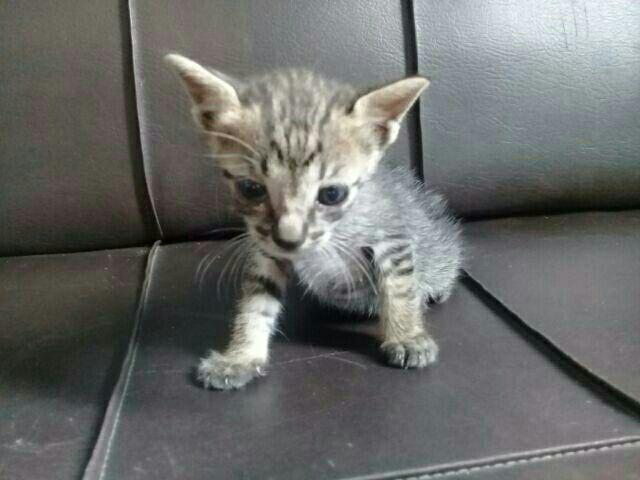 Promo 12.12 Bswart Batik Hrb026 Kenongo Padi Pekalongan M L Xl Batik Pria Murah Modern Grosir