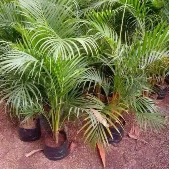 Tanaman pohon palem kuning - pohon palm kuning - palem kuning