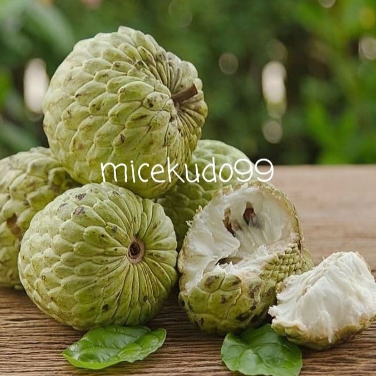 BUAH SRIKAYA FRESH 1 KG SEGAR