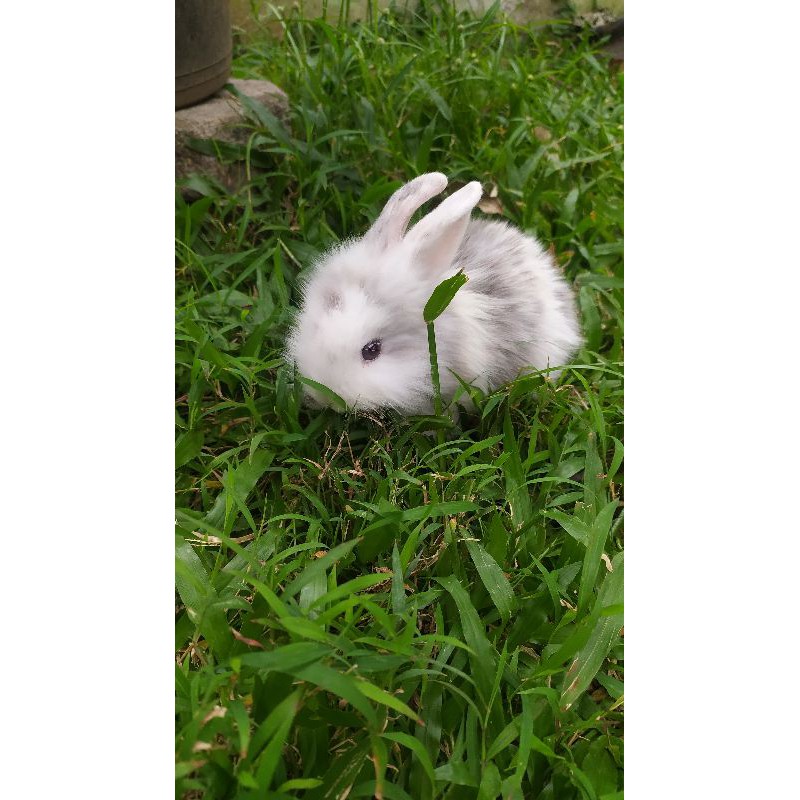 Anakan Kelinci Fuzzy lop