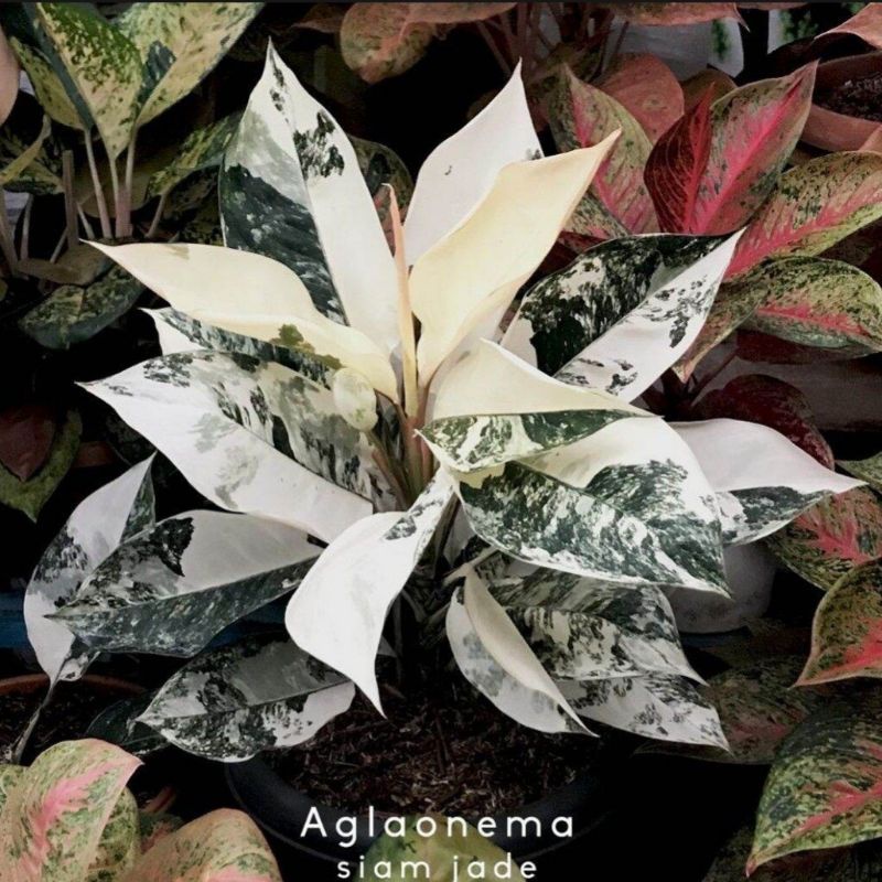 Aglonema siam jade varigata (Tanaman hias aglaonema varigata siam jade) - tanaman hias hidup - bunga