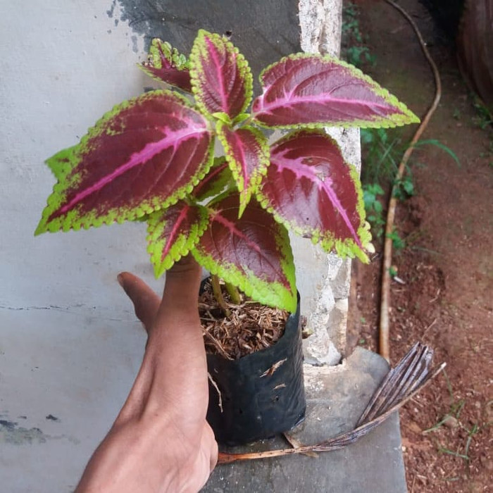 tanaman hias miana merah - miana merah