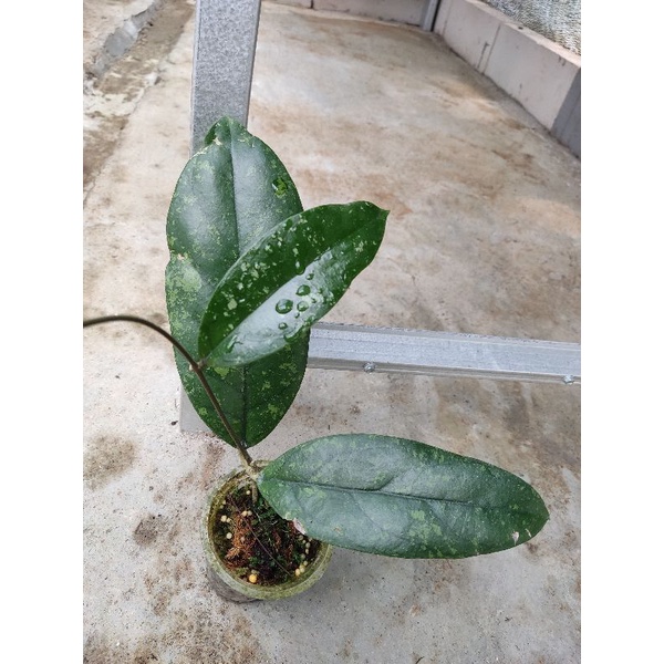 Hoya forbesii splash