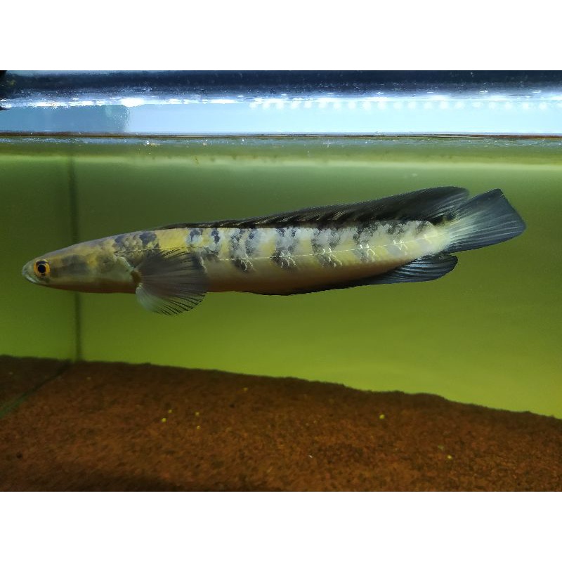 channa Ys full bunga flaring 30 cm