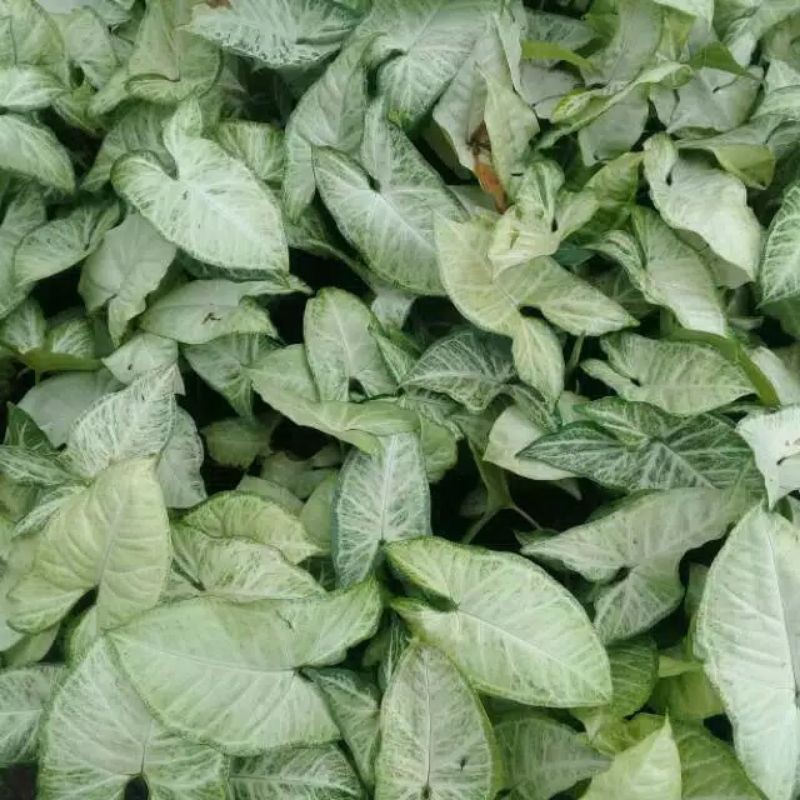 singonium putih/tanaman hias singonium/singonium