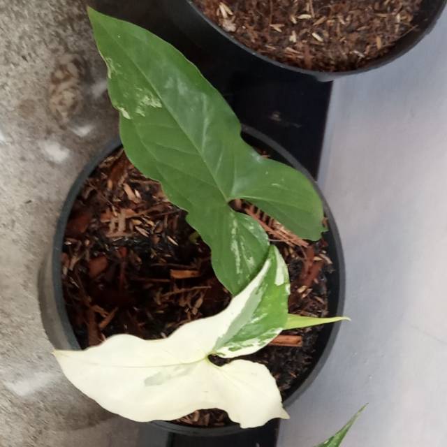 Tanaman hias sygonium varigata