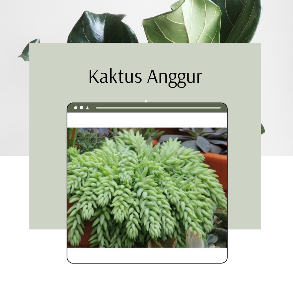 Tanaman Gantung Kaktus Anggur Bunga gantung Air Mata Ibu Murah