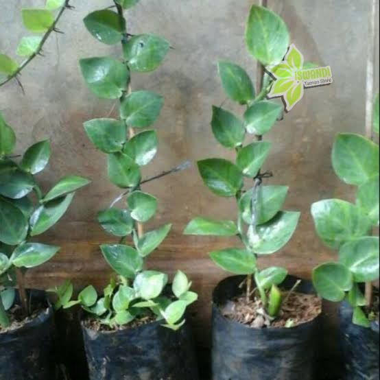 Tanaman hias hidup rambat dolar