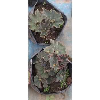 black mamba, begonia murah, begonia rimbun, begonia cantik, begonia unik, begonia grad a, begonia re