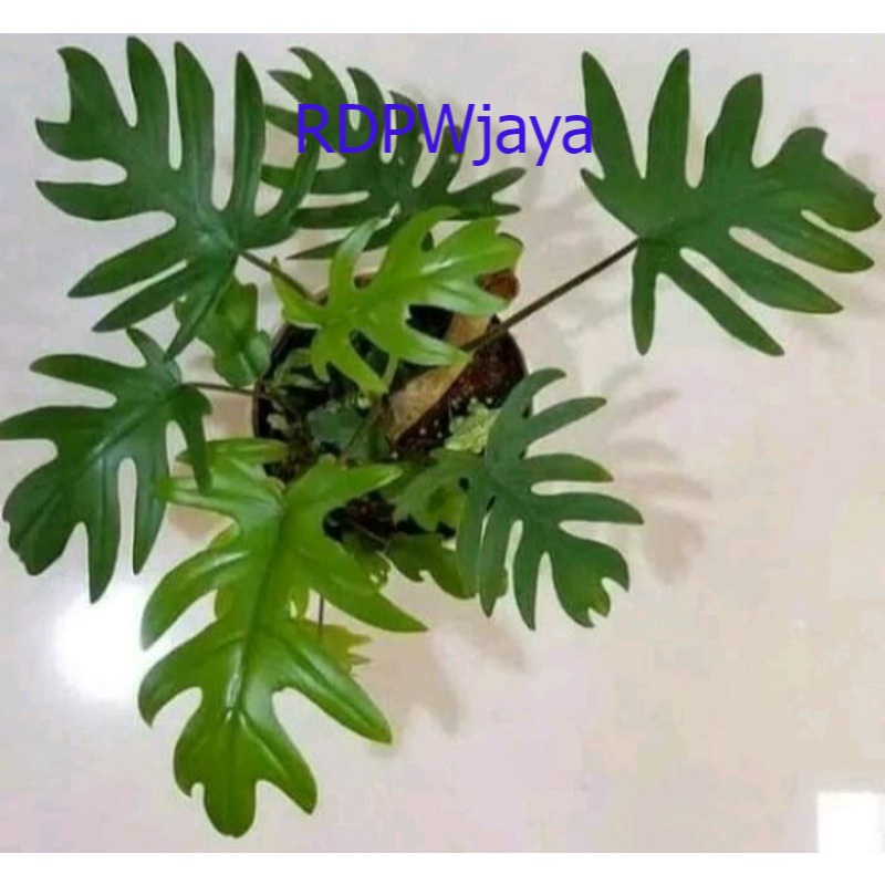 Tanaman Hias Philodendron - Philodendron Mayoi - Philo Mayoi