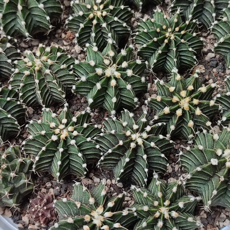 Kaktus Gymnocalycium LB 2178/ Gymno Miha ownroot