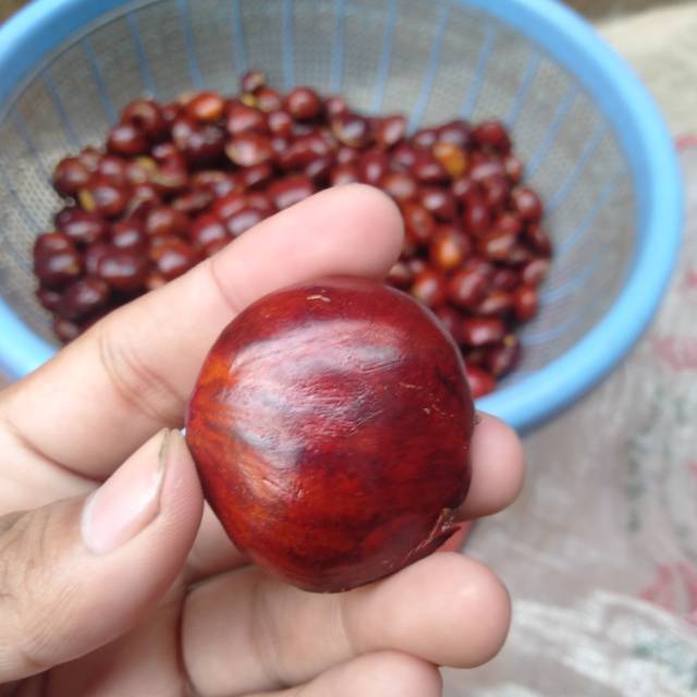 

Jengkol Janda Super Berkualitas