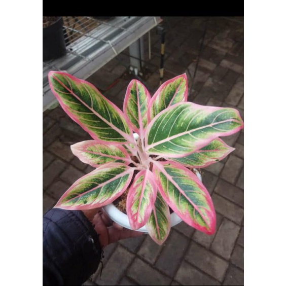 Baby Aglonema Lotus Delight