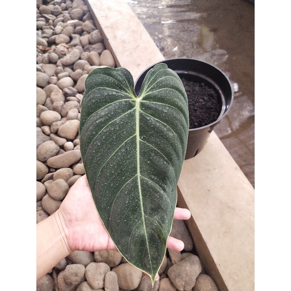 Tanaman hias philodendron melanochrysum jumbo / melano