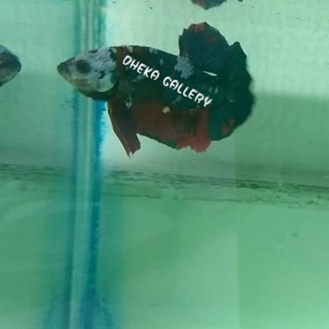 Ikan cupang koi galaxy