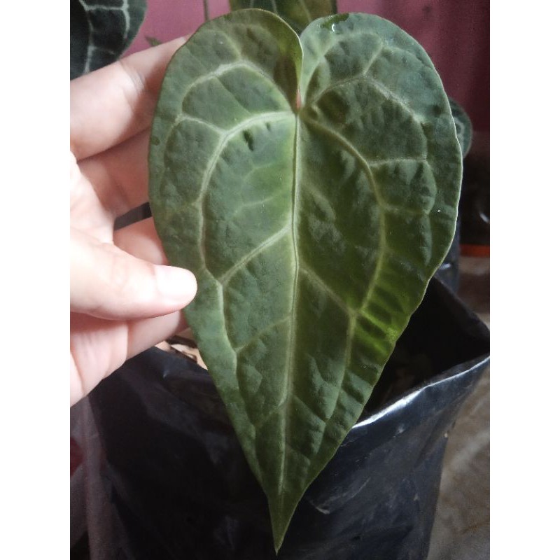 Kuping Gajah Hybrid /Kuping Gajah x Lidah Gajah /Magnificum x Warocqueanum /Tanaman Hias Koleksi