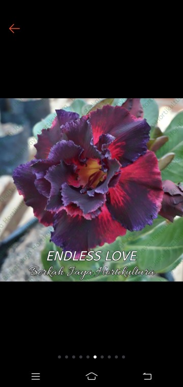 Adenium Grafting royan Empress